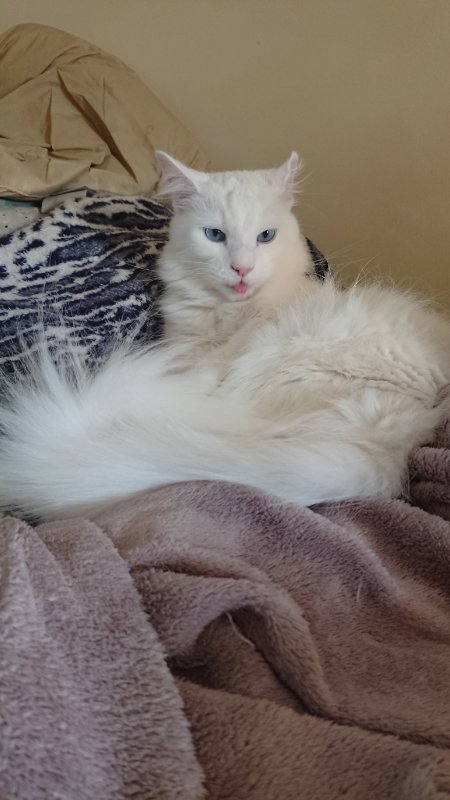 Elsa (aka Ice Queen) has the temperament of the queen and blue eyes, mini Maincoon